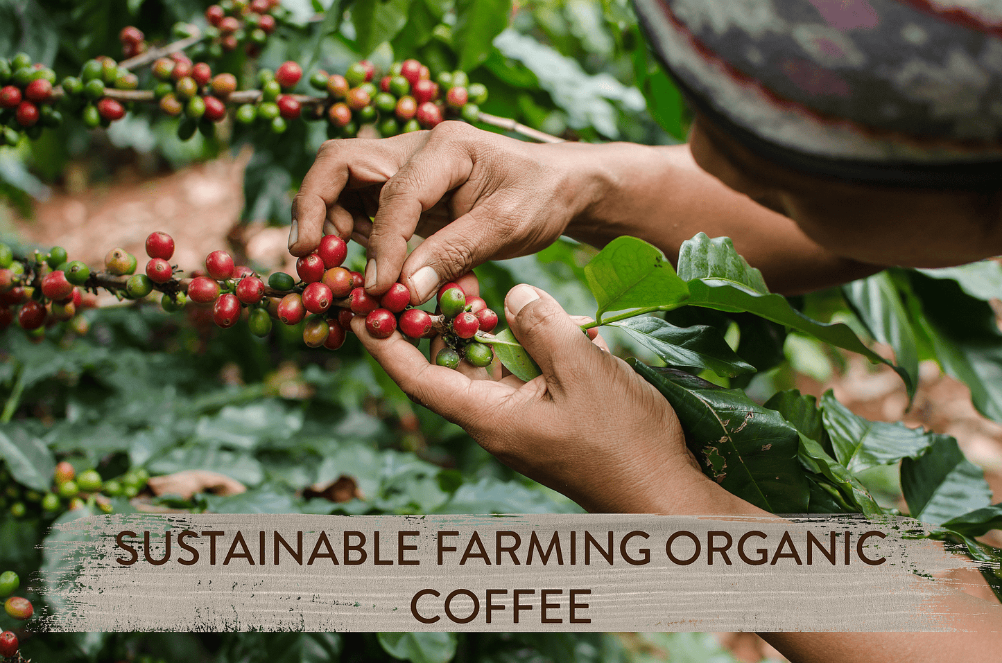 Go Tireless- mushroom coffe with Chanterelle and Cordyceps