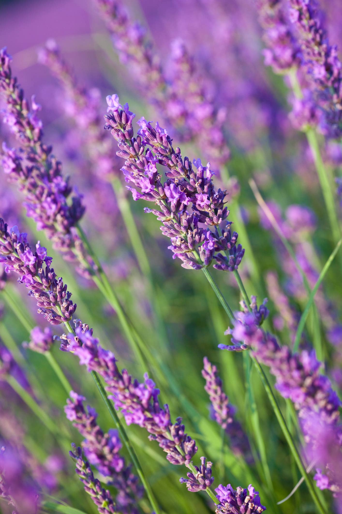 French Lavender Essential Oil - 100% Pure | Wholesale Bulk: 16oz